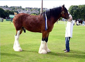 Clydesdale at show